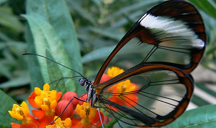 Saving the “Butterfly Boy” with Gene Therapy